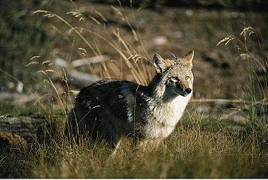 《饥荒》和《咩咩启示录》联动详情公开
